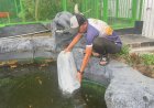 Dukung Ketahanan Pangan, Rutan Balikpapan Tebar 4.000 Benih Ikan Lele